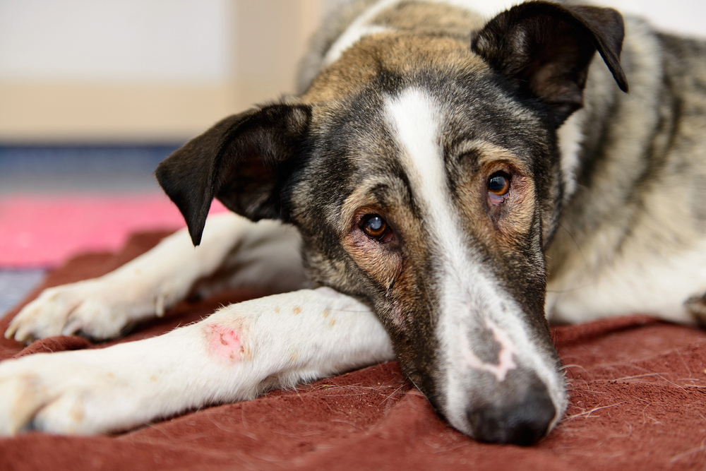 4Pfoten-Urlaub Hund mit Wunde am Bein