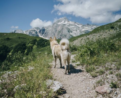 Hund im Urlaub