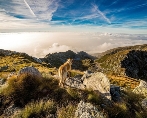 4Pfoten-Urlaub Hund und Berge