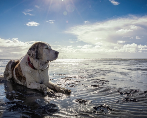 4pfoten-urlaub Urlaub mit Hund an Nord- und Ostsee