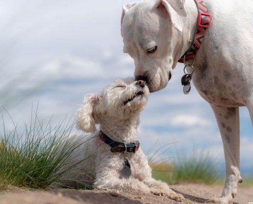 4Pfoten-Urlaub – Nordsee mit Hund entdecken
