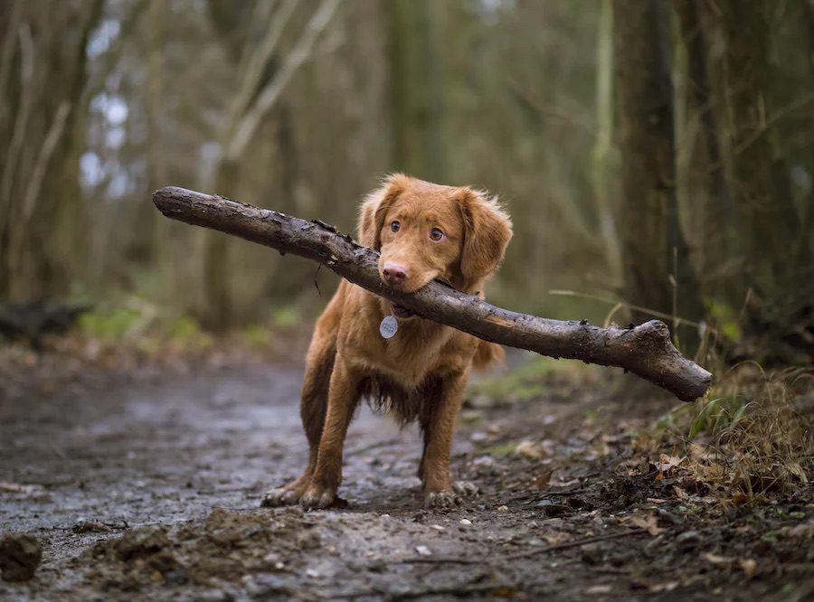 4Pfoten-Urlaub Bindung zum Hund aufbauen