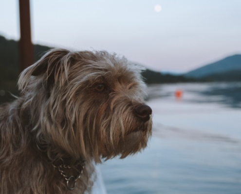 4Pfoten-Urlaub Hundeurlaub auf dem Hausboot