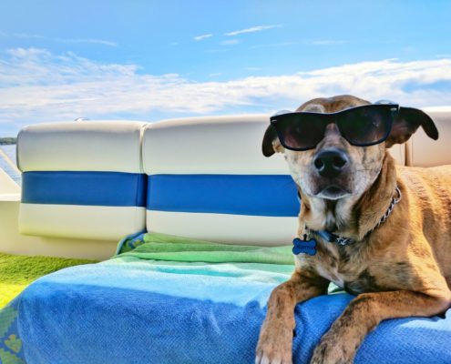 4Pfoten-Urlaub Hausboot mit Vierbeinern