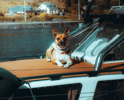 4Pfoten-Urlaub Urlaub mit Hund auf dem Hausboot