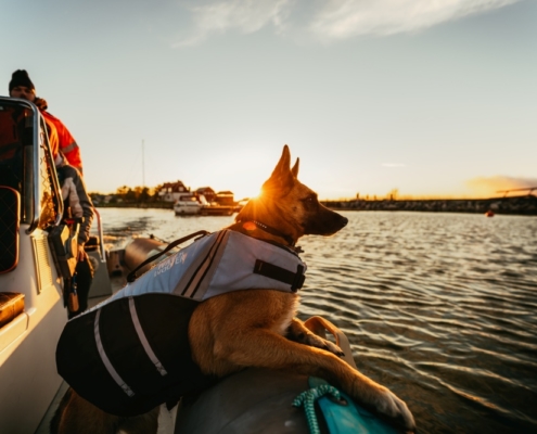 4Pfoten-Urlaub Urlaub mit Hund auf dem Wasser