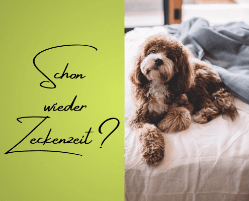 4Pfoten-Urlaub Zeckenabwehr beim Hund