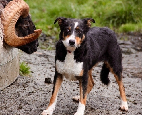4Pfoten-Urlaub – Bauernhofurlaub mit Hund