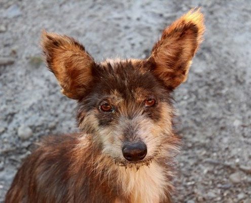 4Pfoten-Urlaub ein Hund aus dem Tierschutz