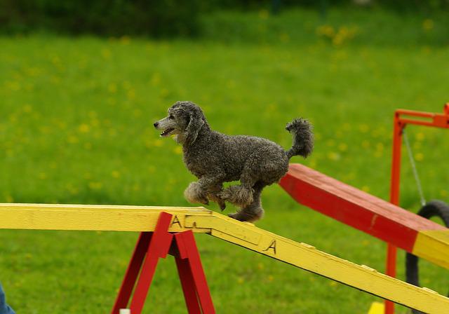 4Pfoten-Urlaub Hundespaß beim Agility