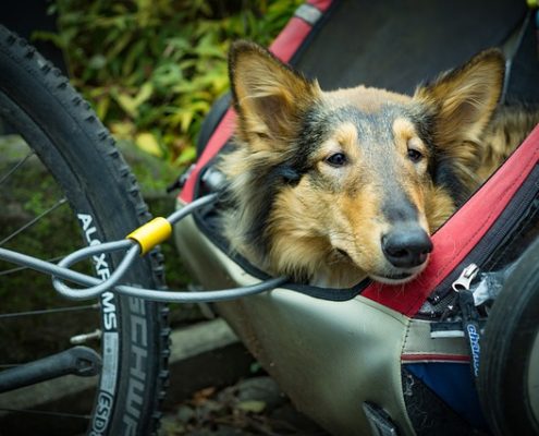 4Pfoten-Urlaub Hund im Anhänger