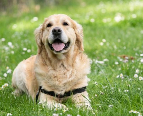 4Pfoten-Urlaub Medikamente für den Hundeurlaub