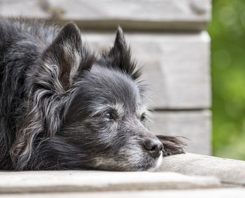 4Pfoten-Urlaub alter Hund