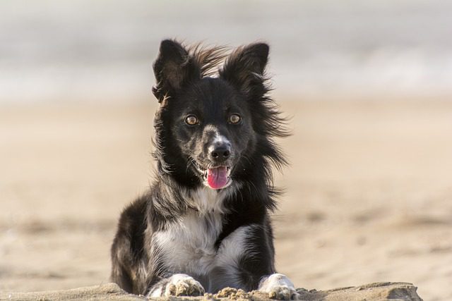 4Pfoten-Urlaub Strandurlaub mit Hund