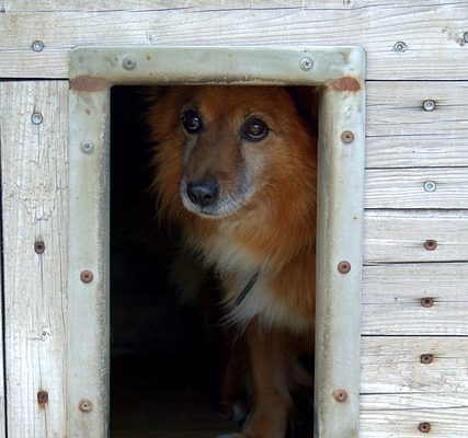 4Pfoten-Urlaub Tierschutzhund