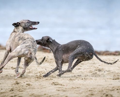 4Pfoten-Urlaub Verreisen mit Hund