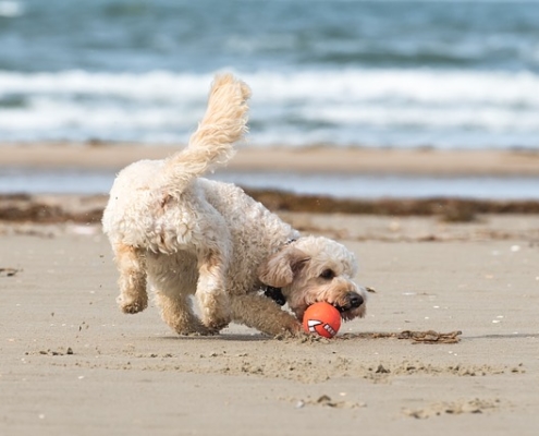 4Pfoten-Urlaub Strandurlaub mit Hund  