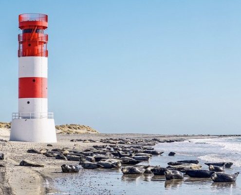 Nordsee mit HUnd