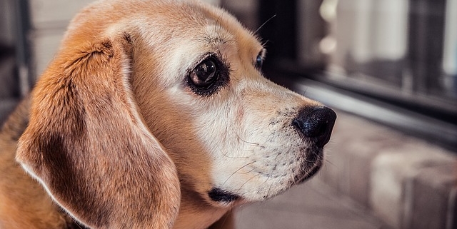 4Pfoten-Urlaub Beagle allein zu Haus