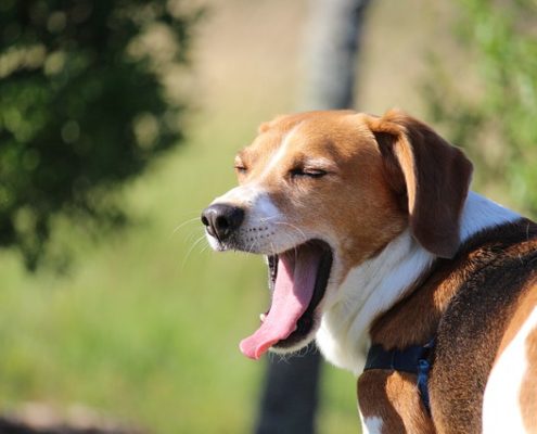 4Pfoten-Urlaub müder Hund