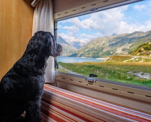 4Pfoten-Urlaub Aktivurlaub mit Hund