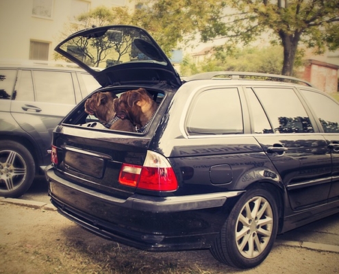 4Pfoten-Urlaub Hunde im Auto