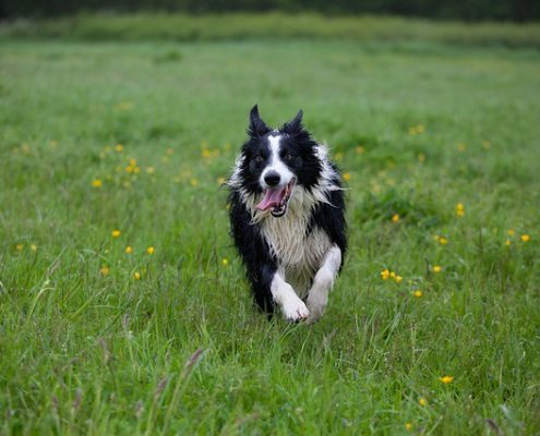 4Pfoten-Urlaub Hund abrufen