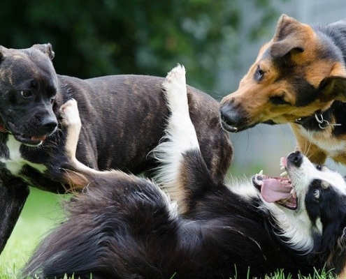 4pfoten-urlaub spielende Hunde