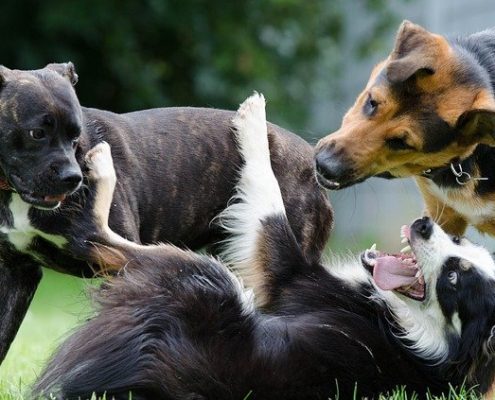 4Pfoten-Urlaub tobende Hunde