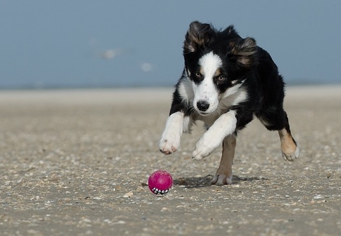45Pfoten-Urlaub Ballspielen mit Hund