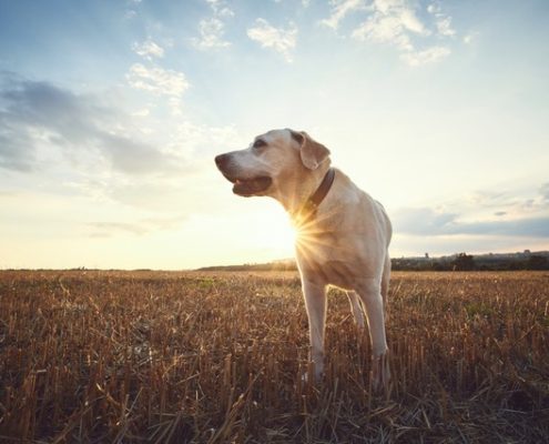 4Pfoten-Urlaub CBD-Öl für Hunde