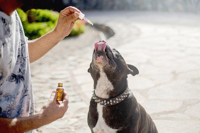 4Pfoten-Urlaub Hundegesundheit