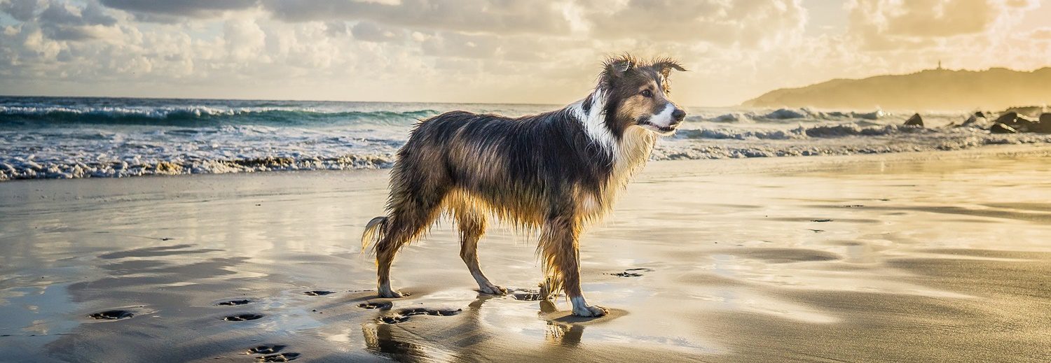 Strandurlaub mit Hund