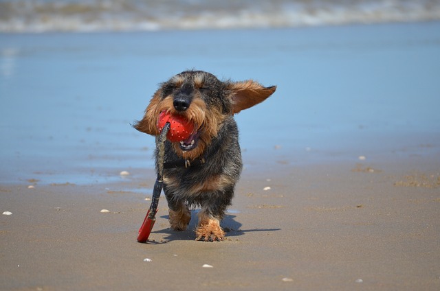 4Pfoten-Urlaub Ferien mit Hund am Strand verbringen