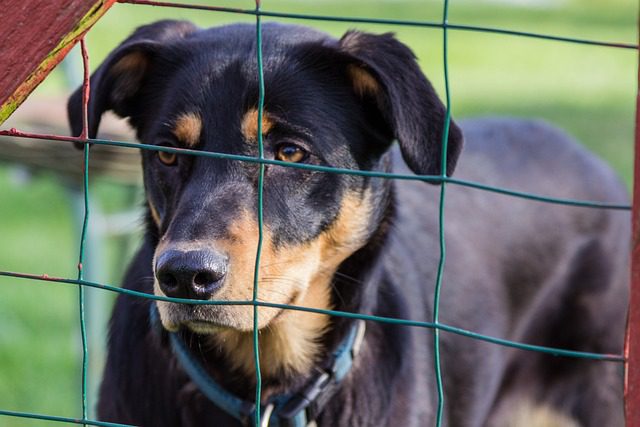 4Pfoten-Urlaub Hund im Tierheim