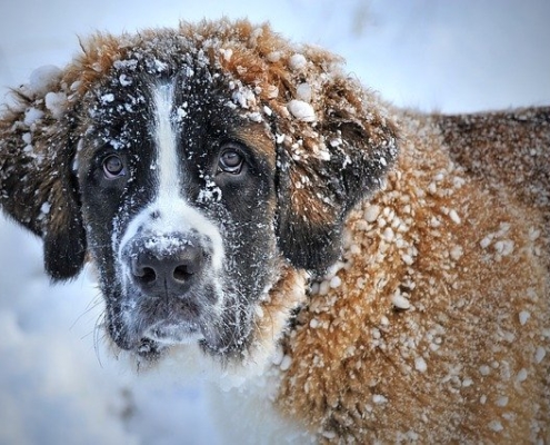 4Pfoten-Urlaub Hund im Schnee