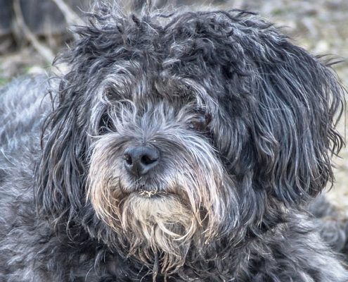 4Pfoten-Urlaub Tierschutz Hund