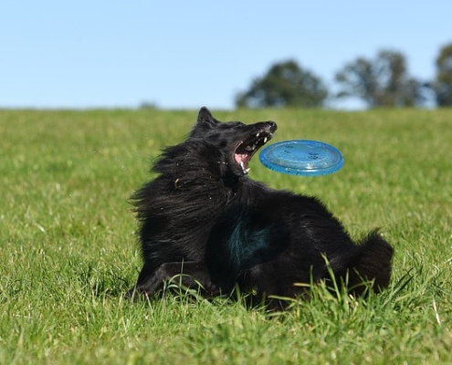 4Pfoten-Urlaub Frisbee und Hund