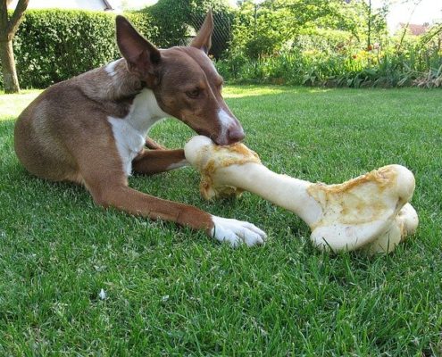 4Pfoten-Urlaub Futtermittelallergie beim Hund