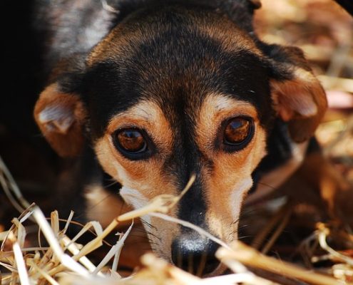 4Pfoten-Urlaub Hund hat Angst