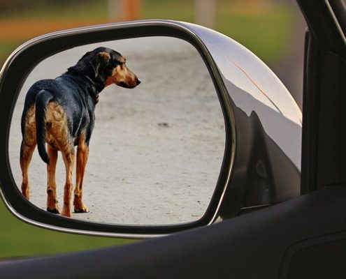 4Pfoten-Urlaub Hund ist allein