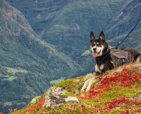 4Pfoten-Urlaub Wandern mit Hund