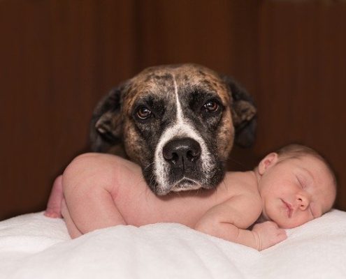 4Pfoten-Urlaub das Baby ist da