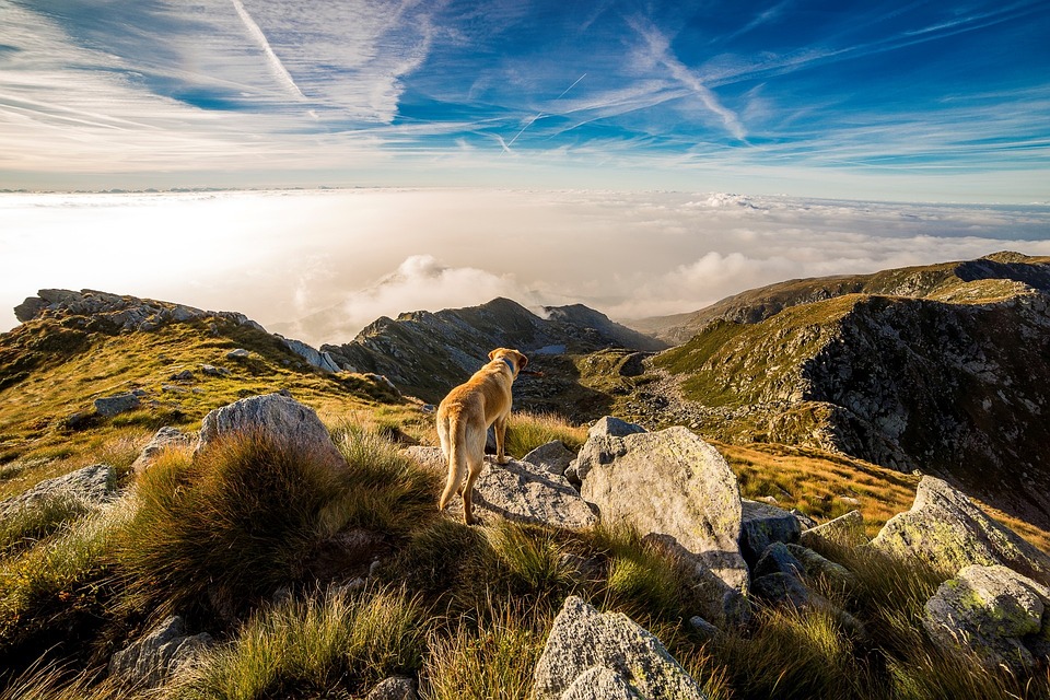 4Pfoten-Urlaub Österreich mit Hund erkunden