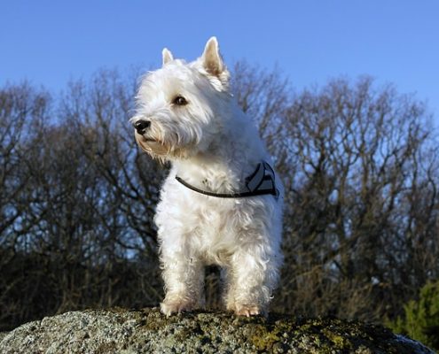 4Pfoten-Urlaub Hunde Leuchtgeschirr