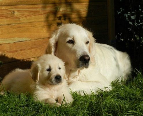 4Pfoten-Urlaub Hundekauf