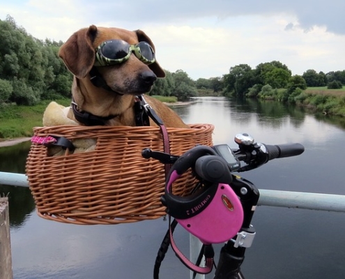 4Pfoten-Urlaub Radtour mit Hund