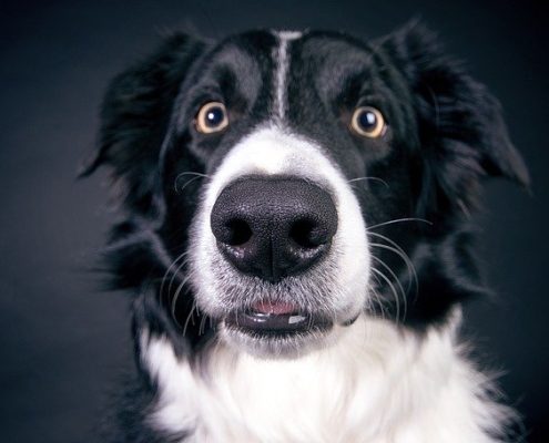 4Pfoten-Urlaub Fotoshooting