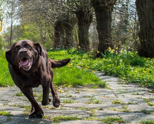 4Pfoten-Urlaub Hund rennt weg