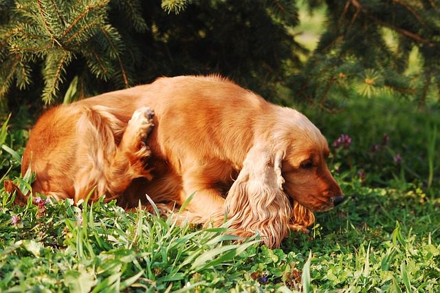 4Pfoten-Urlaub Parasitenbefall beim Hund